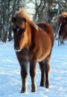 embla katla e gymir